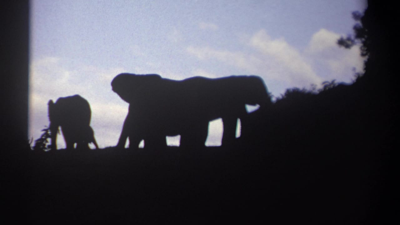 A small elephant and a larger elephant are silhouetted near dark brush.