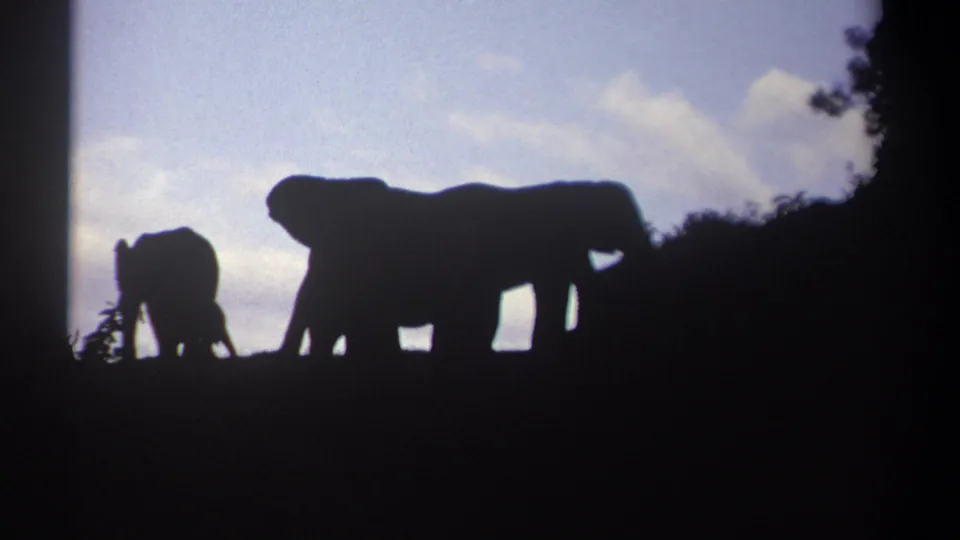 A small elephant and a larger elephant stand in silhouette on a Kenya ridge, framed by dusk sky and dark vegetation.