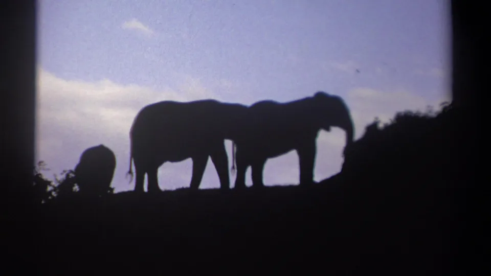 Two larger elephants and a smaller elephant are silhouetted on a ridge in the 1969 Kenya wildlife home movie.