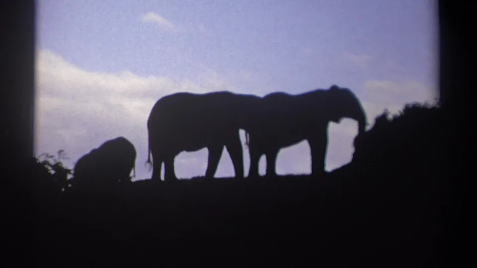 Kenya 1969 8mm frame showing three elephants clustered in silhouette, with a smaller form at left and clouded blue sky behind.