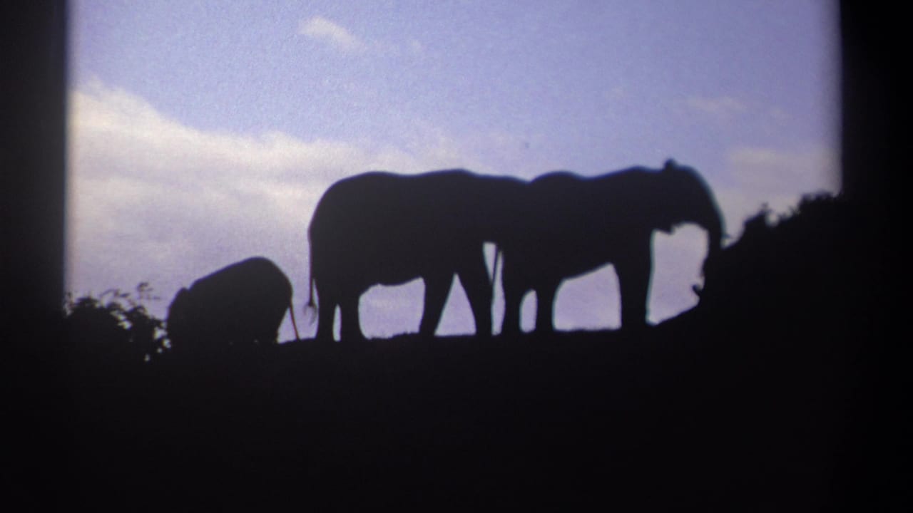In metadata-supported 1969 Kenya 8mm footage, two adult elephants and a smaller calf appear in silhouette near low vegetation.