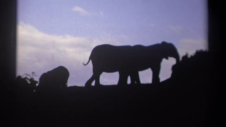 The final frame shows a silhouetted adult elephant walking or standing in profile near the calf, with vegetation against the sky.