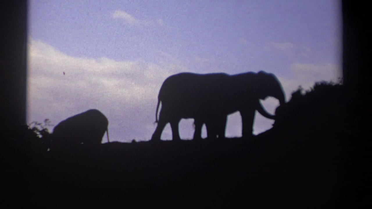 A large elephant walks near bushes while a smaller elephant stays lower on the ridge in this 1969 Kenya home-movie frame.