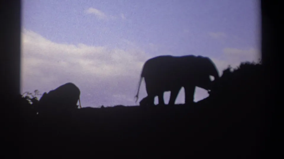 Kenya 1969 8mm footage frame with two elephants in silhouette, the larger animal near bushes and the smaller one lower on the slope.