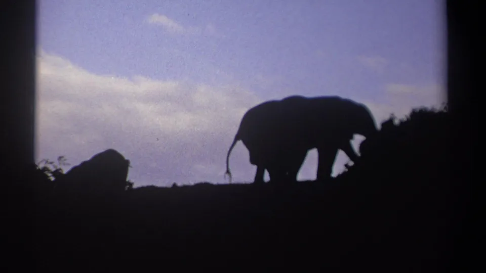 A silhouetted elephant moves along the hilltop as a smaller elephant stays low on the ridge in 1969 Kenya 8mm travel footage.