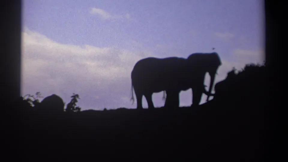 A silhouetted elephant stands near the right side of the Kenya 1969 frame, bordered by dark bushes and a pale evening sky.