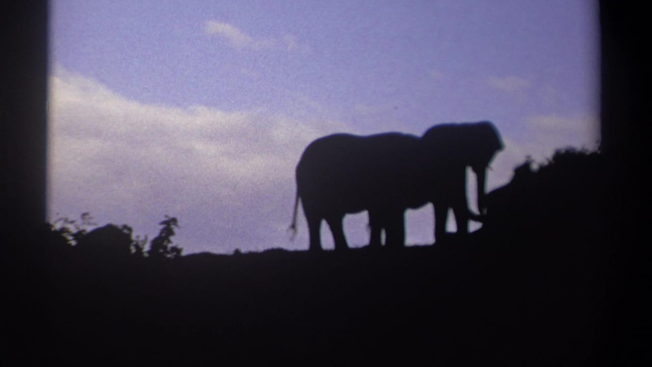 Two elephants in silhouette on a ridge in Kenya, 1969, with dark foliage and a dusky sky behind them.