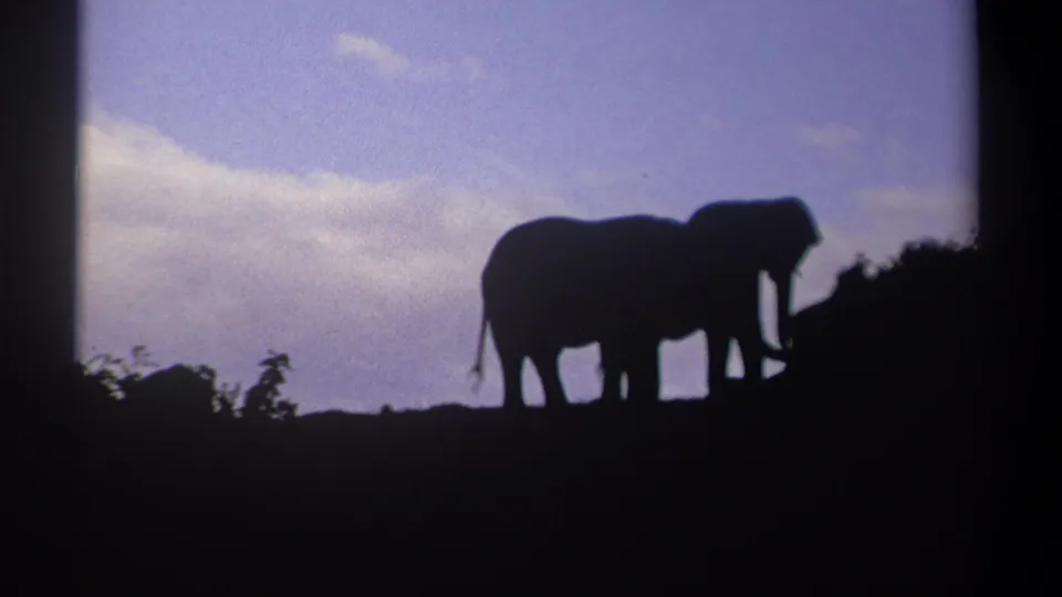 Two elephants in silhouette on a ridge in Kenya, 1969, with dark foliage and a dusky sky behind them.