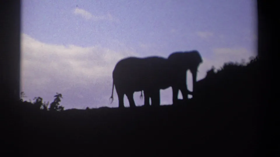 Kenya 1969 8mm frame showing two elephant silhouettes moving along a ridge beside dark brush.