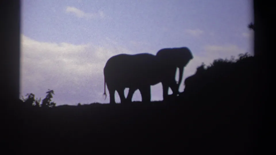Two elephants appear in dark profile on a Kenya ridge, with one trunk lowered near the brush line.