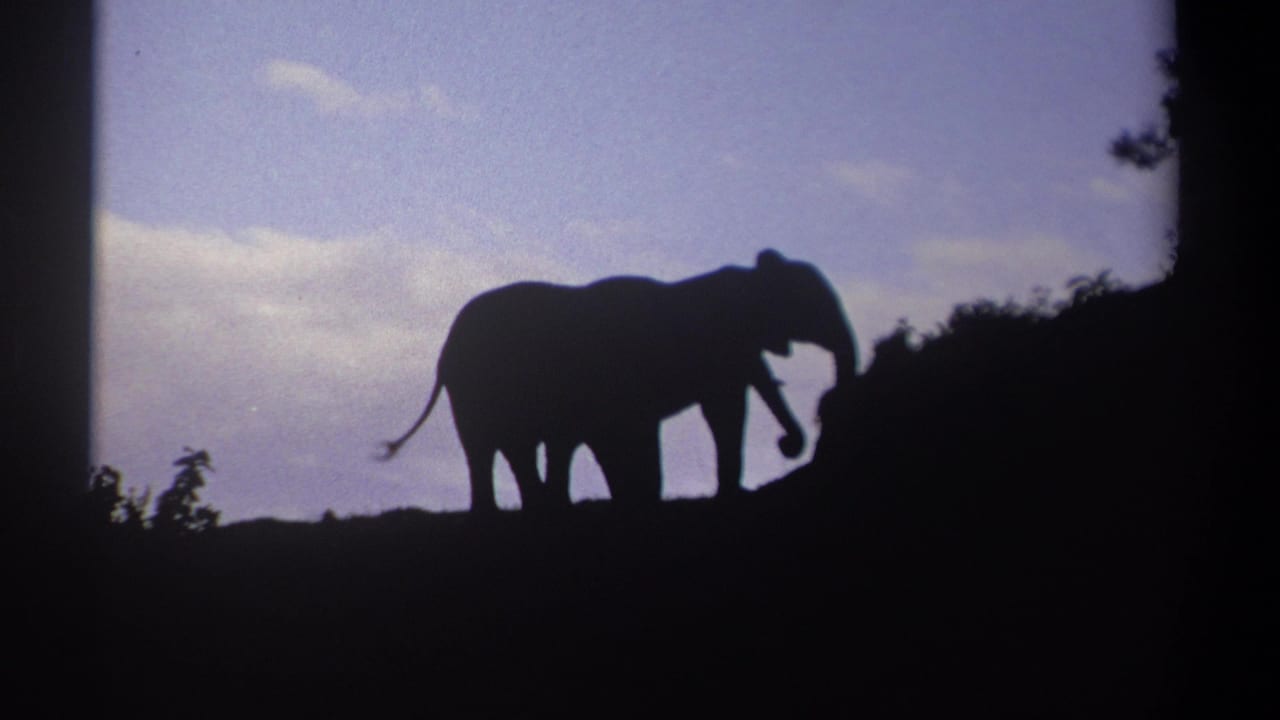 Two elephant silhouettes stand on a ridge beneath a pale sky, framed by dark tree shapes.