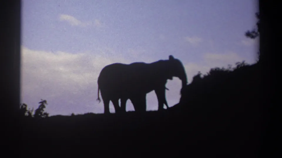 1969 Kenya 8mm frame showing silhouetted elephants on a hillside, with visible trunk movement against the sky.
