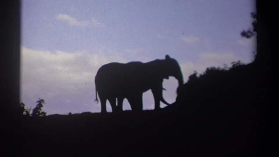 1969 Kenya 8mm frame of two elephants silhouetted near the edge of a dark hillside with a soft sky behind them.