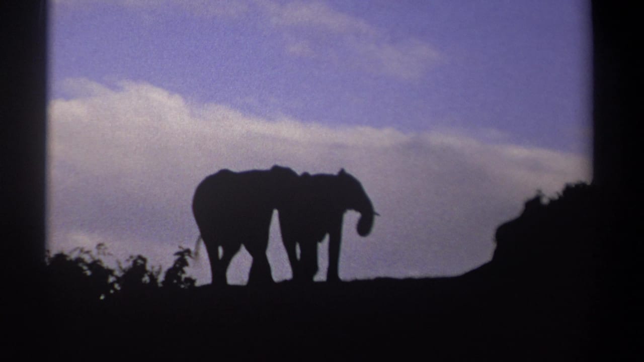 Two elephants stand close together in silhouette against a bright cloud band.