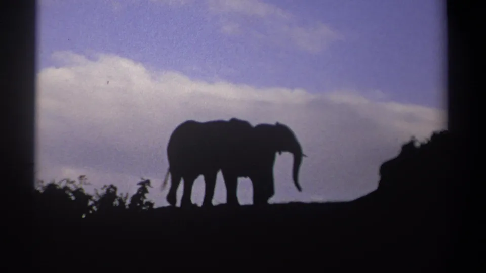 1969 Kenya 8mm frame showing overlapping elephant silhouettes near shrubs beneath a pale clouded sky.