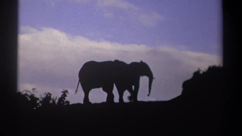 1969 Kenya 8mm frame of two elephants walking in silhouette past low shrubs below a purple-blue sky.