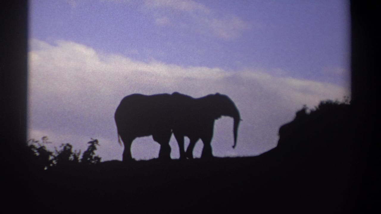 In 1969 Kenya 8mm footage, two elephants appear in silhouette on a ridge against a purple-blue cloudy dusk sky.