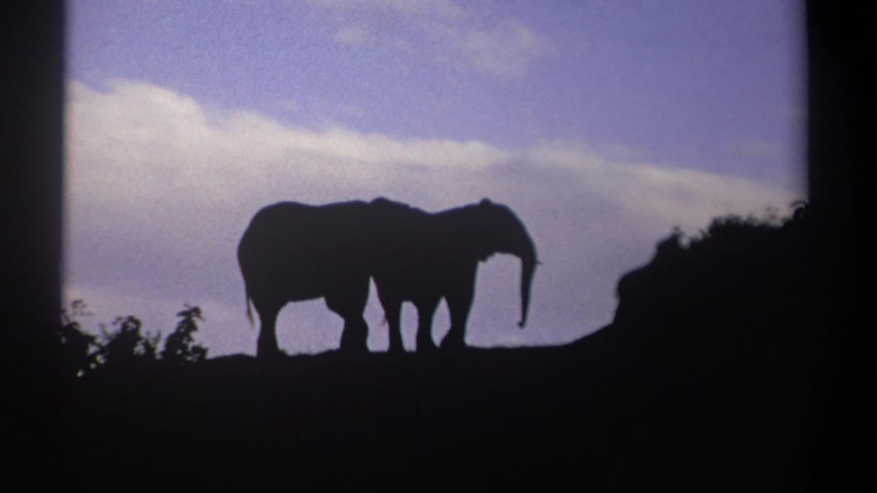 Pair of elephants in silhouette stands near a dark bush line under twilight clouds.