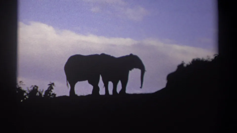 Two elephants remain silhouetted on a Kenyan ridge, framed by dark vegetation and a soft cloudy dusk sky.