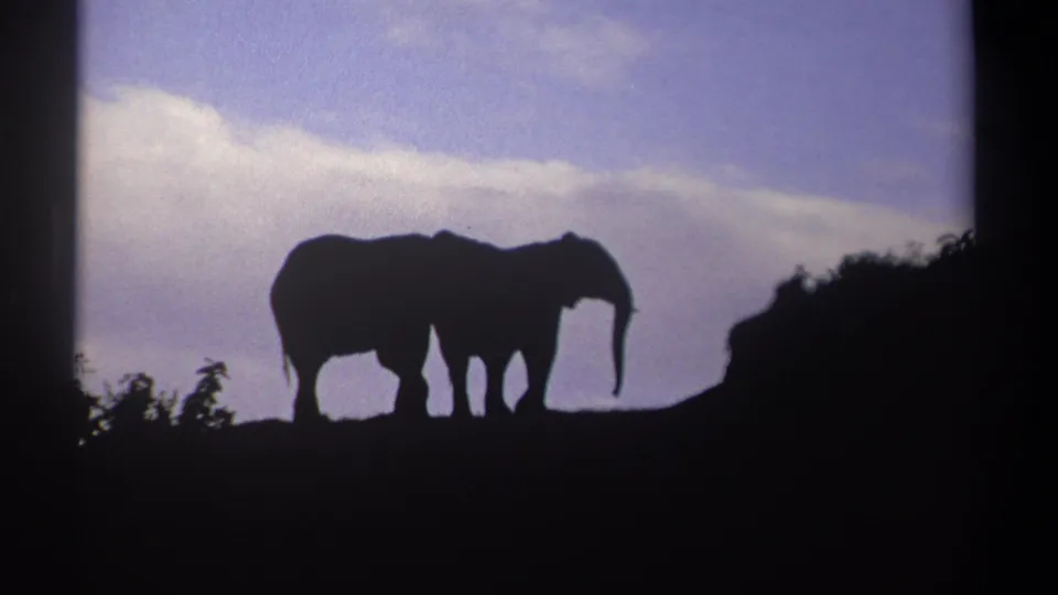 The 8mm frame shows two overlapping elephant silhouettes on a dark ridge in Kenya, with pale clouds behind them.