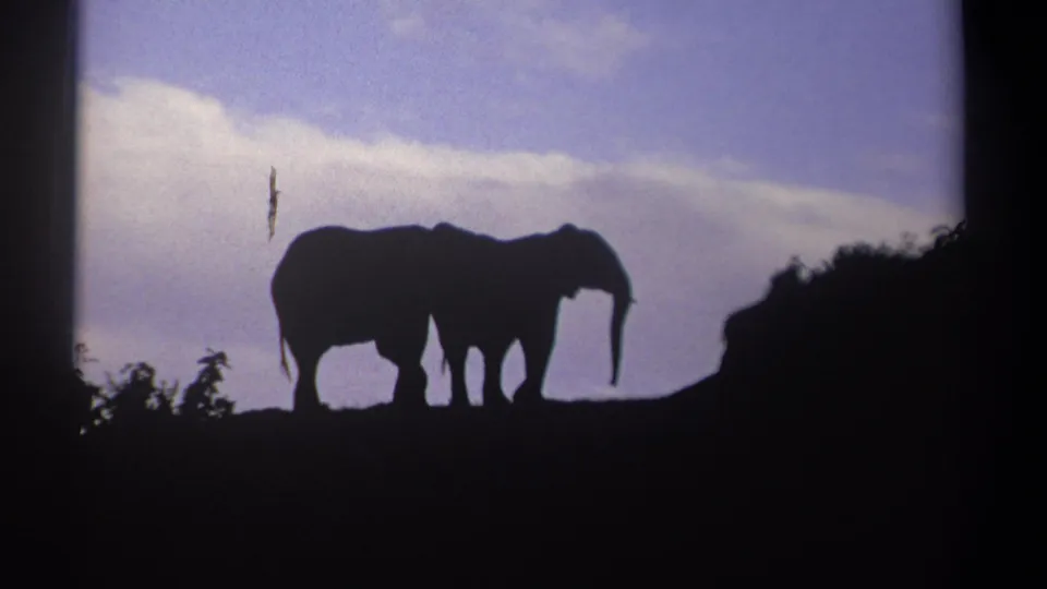At the end of the 1969 Kenya clip, two elephant silhouettes stand against twilight clouds beside a dark mass of vegetation.