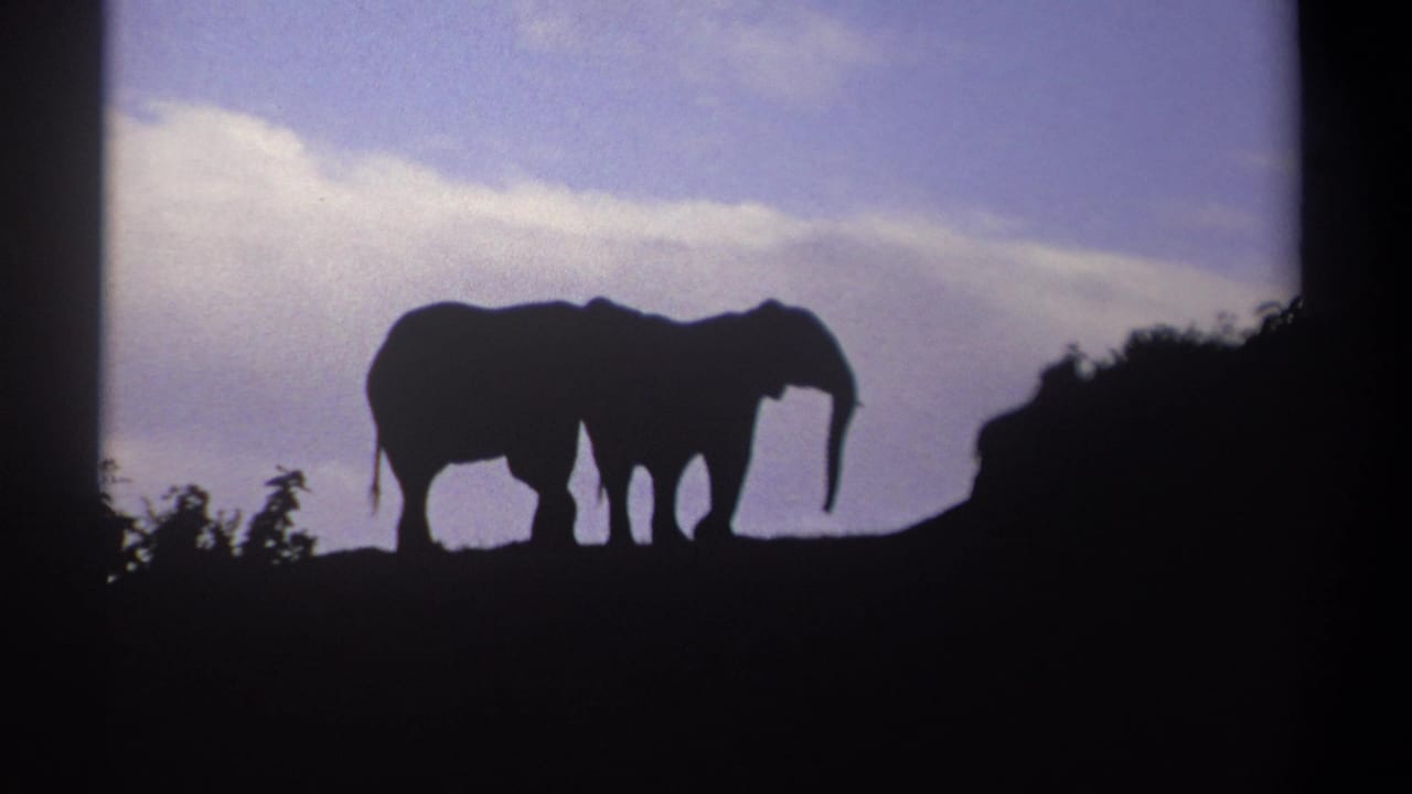 1969 Kenya 8mm frame showing two elephants silhouetted on a ridge against a purple-blue evening sky.