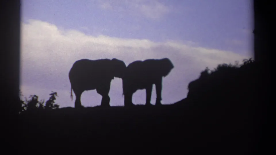 1969 Kenya 8mm frame showing two overlapping elephant silhouettes on a dark hillside at dusk.