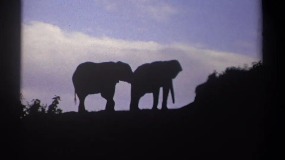 1969 Kenya 8mm frame of two elephants silhouetted on a ridge, with a hanging trunk visible against the dusk sky.
