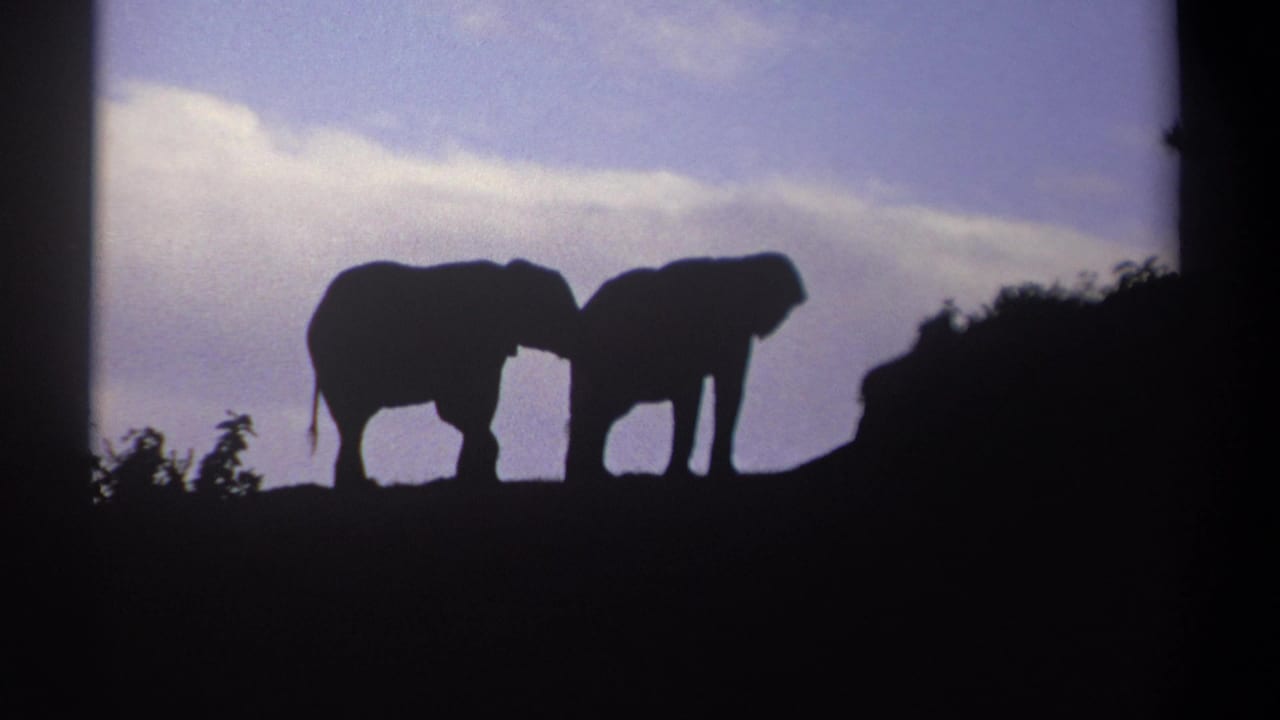 1969 Kenya 8mm frame showing two backlit elephant silhouettes on a ridge beneath a purple-blue evening sky.