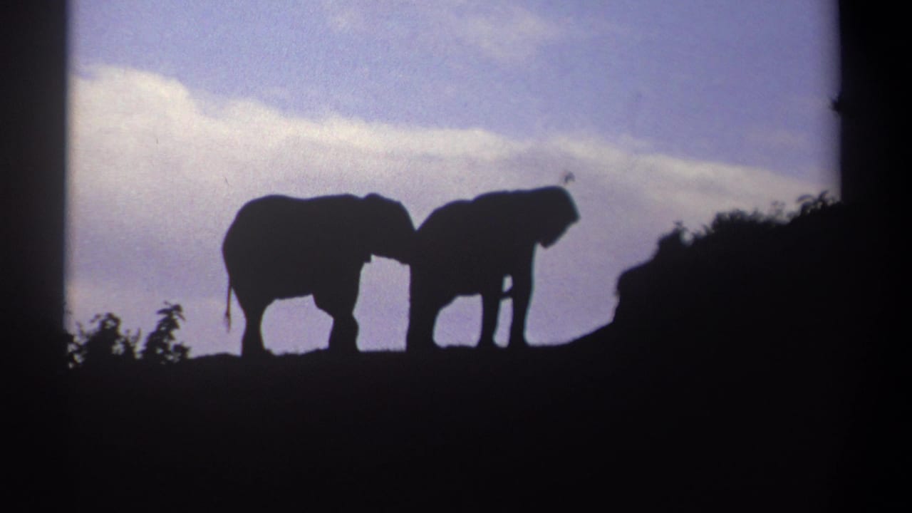 1969 Kenya home-movie frame with two elephant silhouettes held in profile against a fading sky and dark foreground brush.