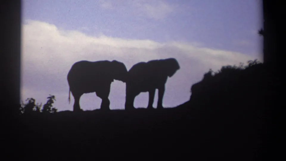 1969 Kenya 8mm frame showing a distant pair of elephants as dark silhouettes, with clouds and low light behind them.