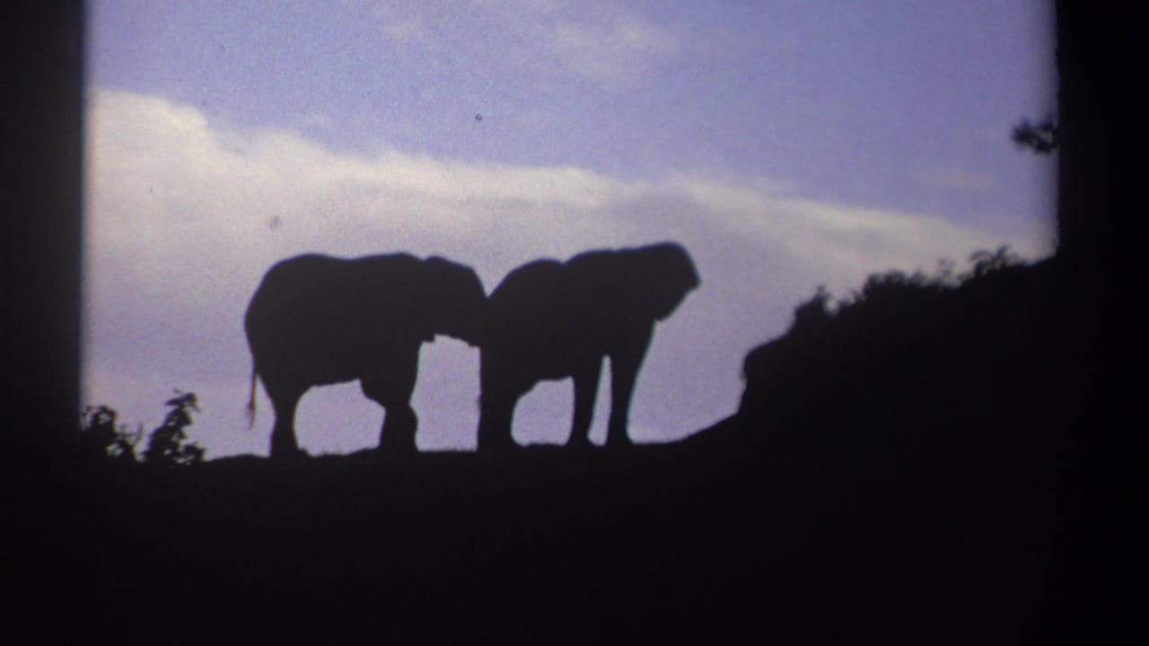 Kenya 1969 8mm frame showing two elephants in silhouette on a hilltop, with one appearing to lean toward the other.