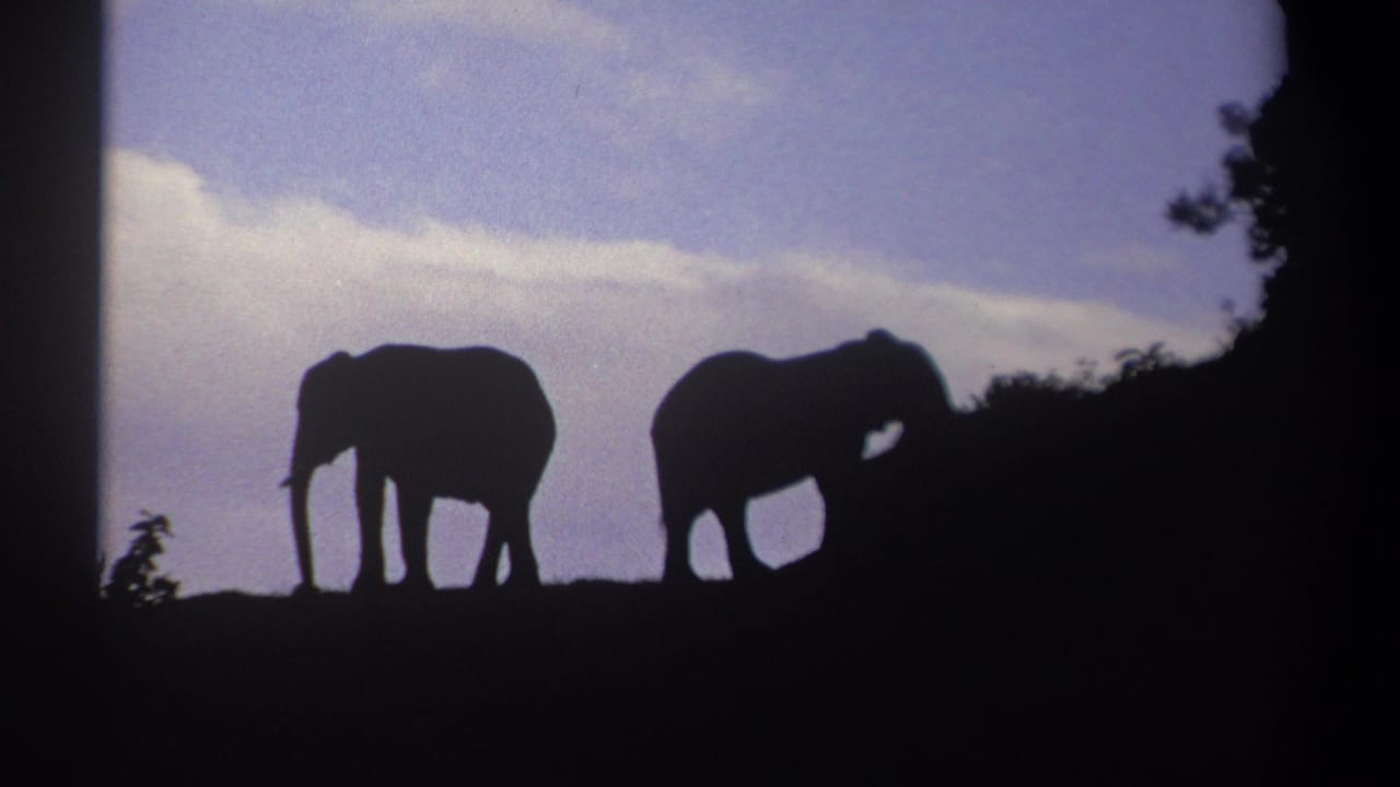 Two elephant silhouettes stand apart on a ridge, framed by dark foliage and sky.