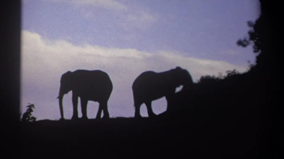 Kenya 1969 8mm frame with two backlit elephants on a ridge, one with trunk lowered and the other near dark brush.