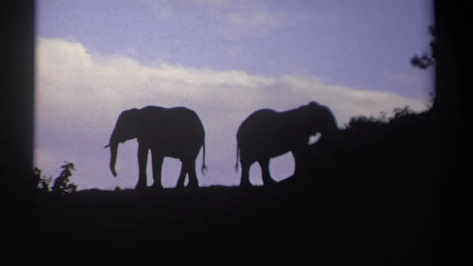 Kenya 1969 8mm frame of two elephants silhouetted at dusk, their forms set against sky and shadowed foliage.