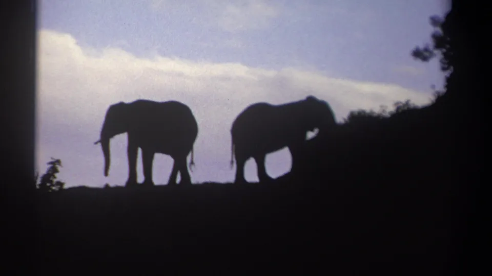Two elephants are silhouetted on the hillside in this final 1969 Kenya safari frame, with low-light exposure emphasizing the dark animals and foreground vegetation.
