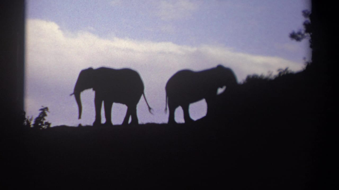 Two elephants appear in silhouette on a ridge in 1969 Kenya home-movie footage, with blue-purple sky and dark frame edges.