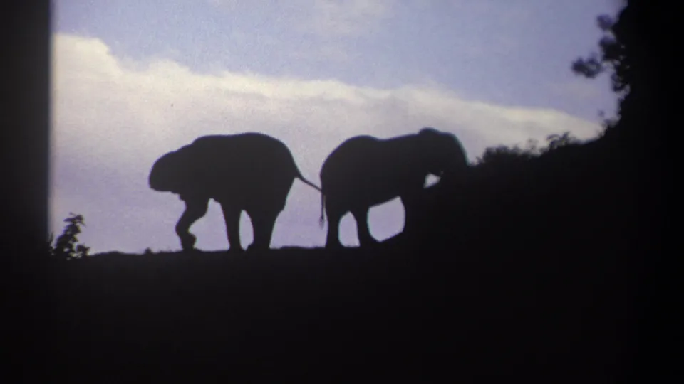One silhouetted elephant lowers its head as another stands nearby on a ridge in Kenya 1969 8mm wildlife footage.