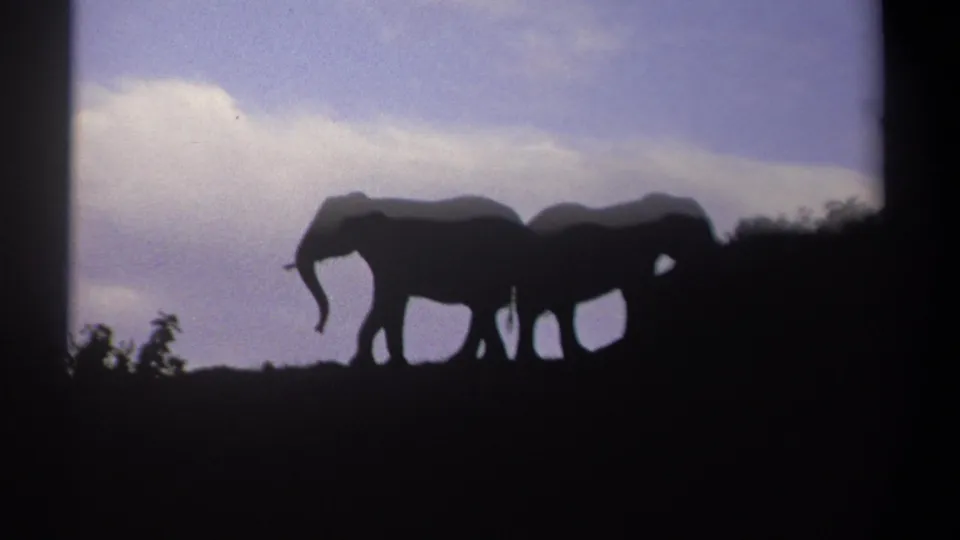 1969 Kenya 8mm frame with two overlapping elephant silhouettes crossing a ridge beneath a bright cloud bank.
