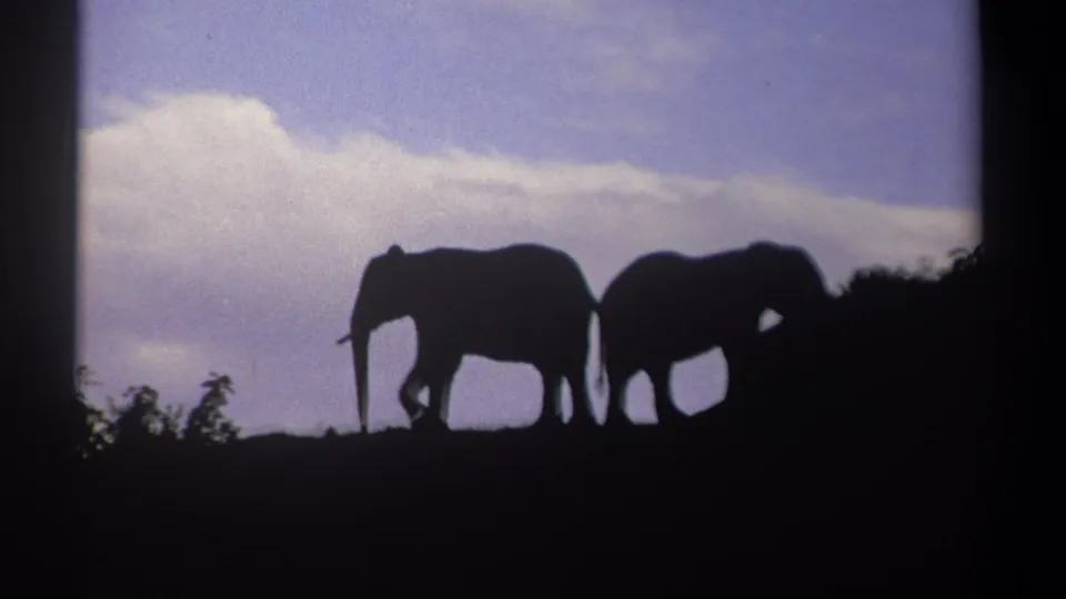 1969 Kenya 8mm frame showing two elephant silhouettes near a dark bush line, with pale clouds behind them.