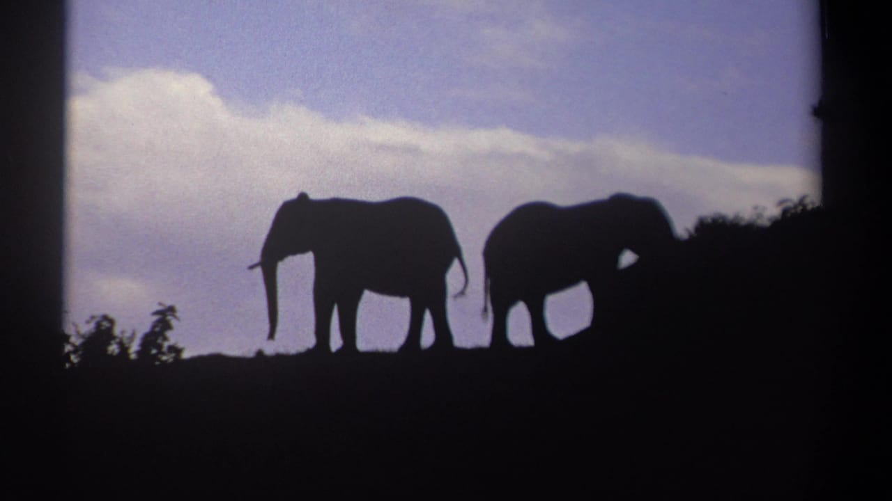 Two elephants in silhouette on a Kenyan ridge in 1969, with low vegetation and a pale cloudy sky behind them.