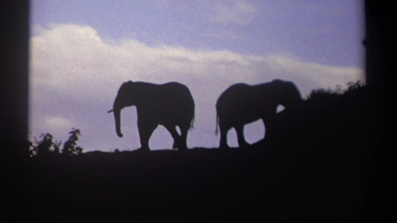 Two elephant silhouettes stand apart on a ridge with sky behind them.