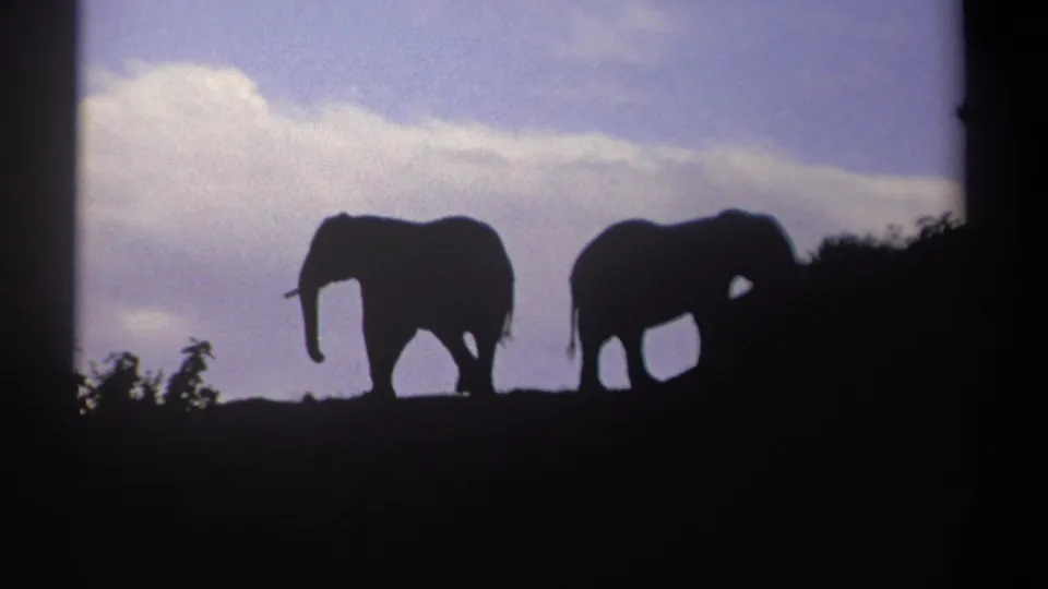 Two elephants appear as dark silhouettes on a Kenyan hilltop, separated by brush against a purple-white sky.