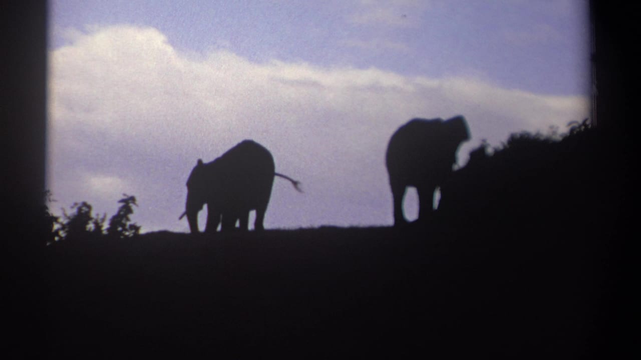 Two elephants stand apart on a ridge, one near low vegetation at right.
