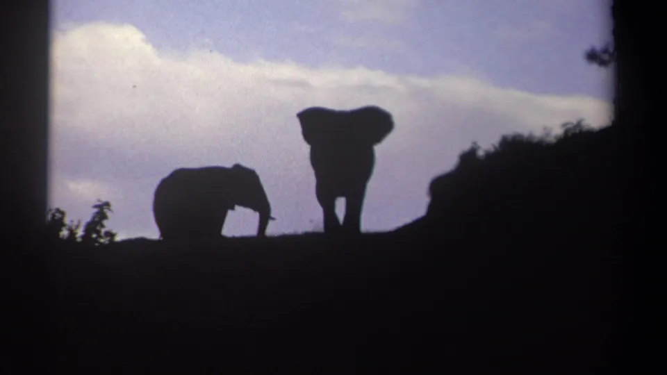 1969 Kenya 8mm frame showing two elephants in dark silhouette along a ridge under pale blue sky and clouds.
