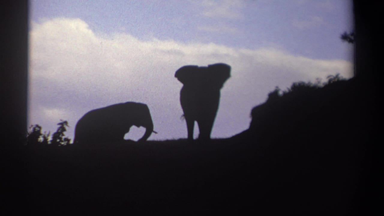 Adult elephant and smaller elephant silhouetted against clouds on a ridge.