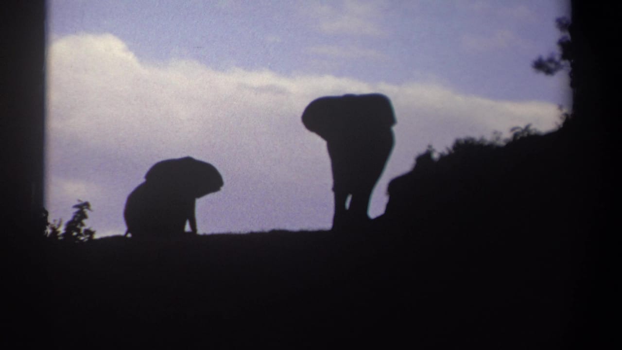 1969 Kenya 8mm frame showing a smaller elephant bent low and a larger elephant standing in silhouette.