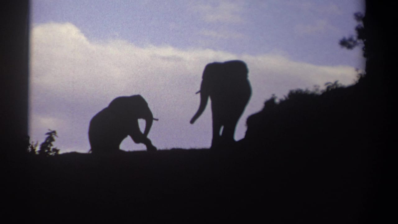1969 Kenya dusk frame with two elephant silhouettes, including visible trunks, on a hilltop ledge.