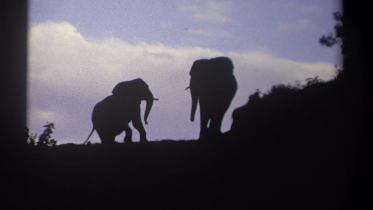 1969 Kenya 8mm frame showing two silhouetted elephants on a hilltop, with dark vegetation and pale clouds behind them.