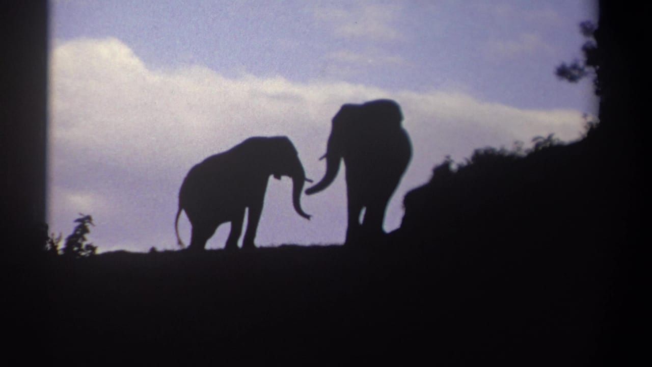 1969 Kenya 8mm frame with a smaller elephant nearing a larger elephant in silhouette against blue sky and clouds.